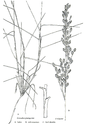 Habit and details (line drawing) © Gardner 1952