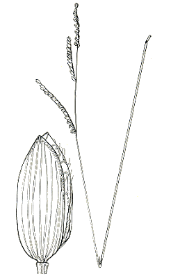 Inflorescence and spikelet (line drawing) © Australian Biological Resources Study drawing by Enid Mayfield