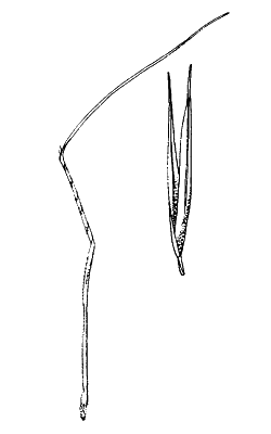 Spikelet (line drawing) © Simon 1992 by Will Smith