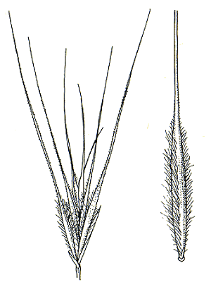 Spikelet and lemma (line drawing) © Flora of Victoria pg 406