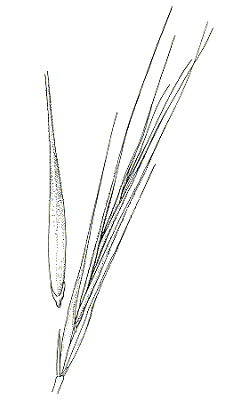 Spikelet and lemma (line drawing) © Flora of Victoria pg 406