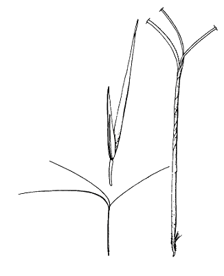 Spikelet (line drawing) © Simon 1992 by Will Smith
