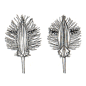 Spikelet (line drawing) © Australian Biological Resources Study drawing by C. Wardrop