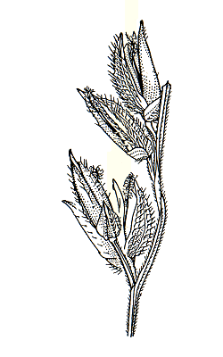 Spikelet (line drawing) © Australian Biological Resources Study drawing by C. Wardrop