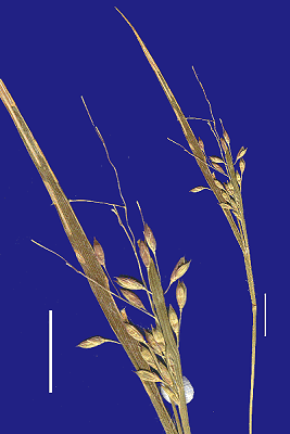 Inflorescence and detail of inflorescence (scanned specimen) © Queensland Herbarium by Will Smith