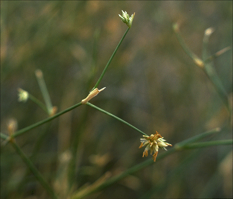 Male inflorescence (photo) © S. Jacobs