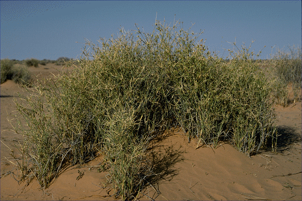 Habit (photo) © ANBG photo M. Matthews