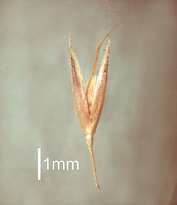 Spikelet (photo) © Queensland Herbarium AQ 426247 by Will Smith