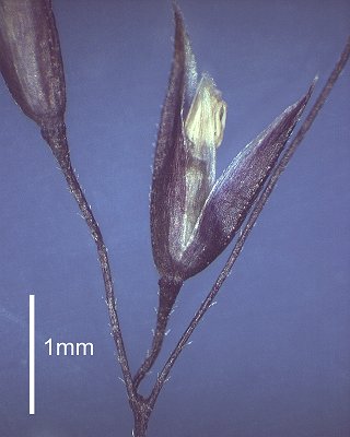 Spikelet (photo) © Queensland Herbarium AQ 368538 by D. Sharp