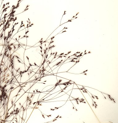 Inflorescence (scanned specimen) © Queensland Herbarium AQ 368538 by D. Sharp