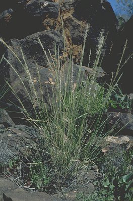 Habit (photo) © D. Albrecht