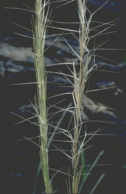 Inflorescence (photo) © D. Albrecht