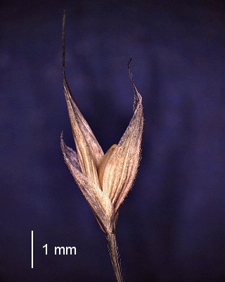 Spikelet (photo) © Queensland Herbarium AQ 269832 by D. Sharp