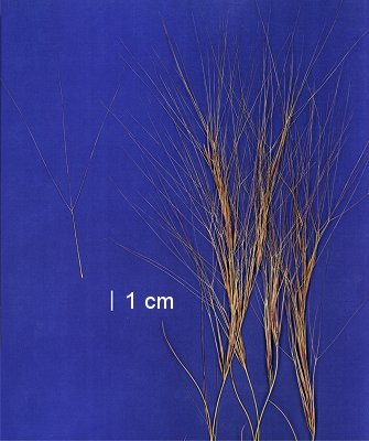 Inflorescence (scanned specimen) © Queensland Herbarium A.A.Mitchell 4076 by D.Sharp