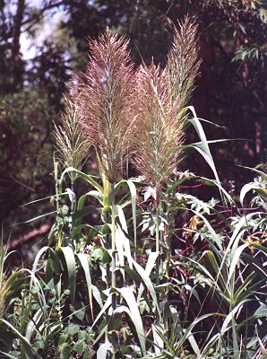 Inflorescence (photo) © B. Hacker