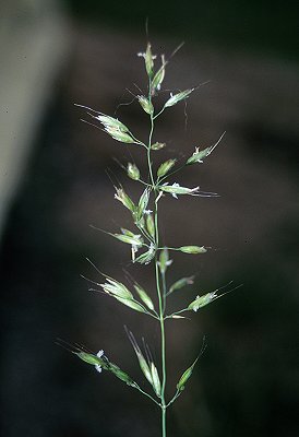 Inflorescence (photo) A. elatius var. bulbosum © Queensland Herbarium Sharp 108 and Simon by D.Sharp