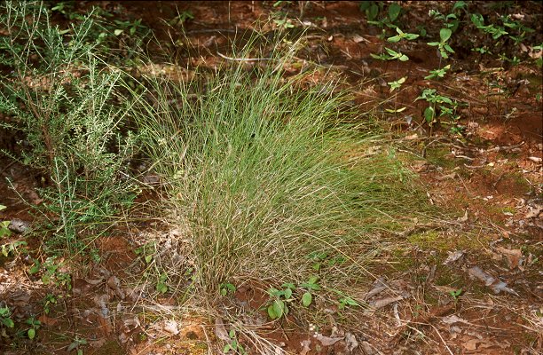 Habit (photo) © Queensland Herbarium Sharp 339 and Simon by D.Sharp