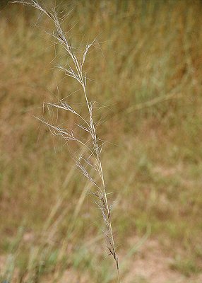 Inflorescence (photo) © Queensland Herbarium Sharp 299, Simon and Latz by D.Sharp