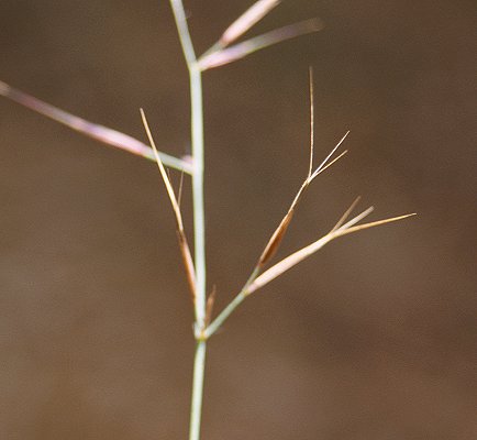 Spikelet (photo) Aristida queenslandica var. queenslandica © Queensland Herbarium Sharp 334 and Simon by D.Sharp