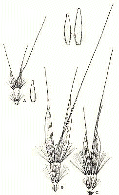 Lemma and paleas (line drawing) © Vickery 1956