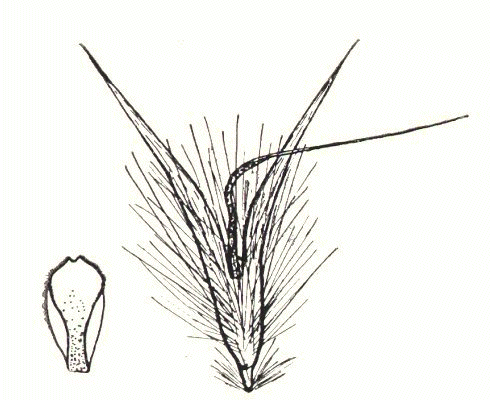 Lemma and palea (line drawing) © Vickery 1956