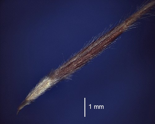 Spikelet (photo) © Queensland Herbarium A.A.Mitchell 4164 by D.Sharp