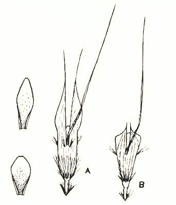 Lemmas and paleas (line drawing) © Vickery 1956