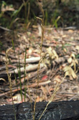 Inflorescence (photo) © K. Sparshott