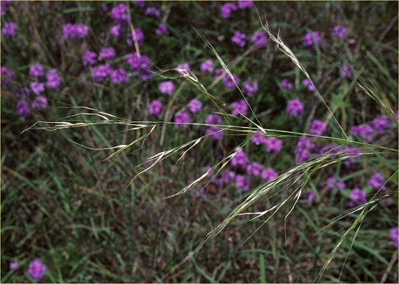 Inflorescence (photo) © Queensland Herbarium Sharp 450 by D.Sharp
