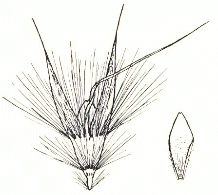 Lemma and palea (line drawing) © Vickery 1956