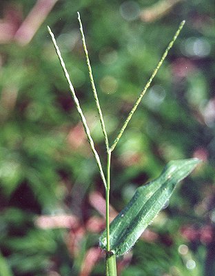 Inflorescence (photo) © B. Hacker