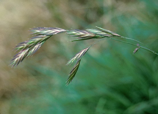 Inflorescence (photo) © Queensland Herbarium Sharp 114 and Simon by D.Sharp