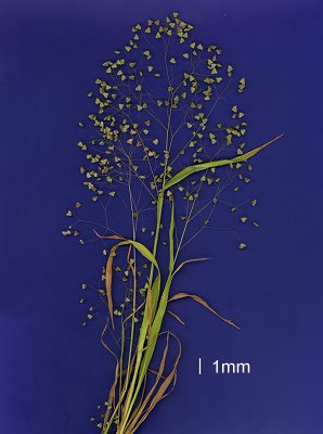 Inflorescence (scanned specimen) © Queensland Herbarium by D.Sharp