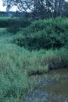 Habit (photo) © S.Jacobs