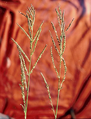 Inflorescence (photo) © S.Jacobs SJ 5329