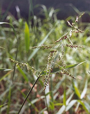 Inflorescence (photo) © S.Jacobs SJ 5329