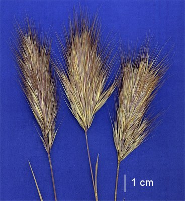 Inflorescences (scanned specimen) © Queensland Herbarium A.A.Mitchell 4087 by D.Sharp