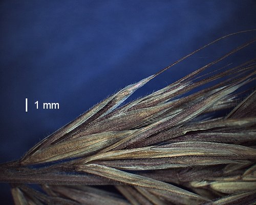 Spikelet (photo) © Queensland Herbarium A.A.Mitchell 4087 by D.Sharp