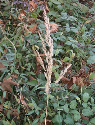 Inflorescence (photo) © B.K. Simon