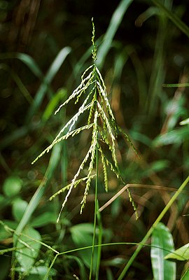 Inflorescence (photo) © Queensland Herbarium Sharp 294 by D.Sharp
