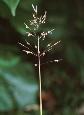 Inflorescence (photo) © Queensland Herbarium Sharp 270 by D.Sharp