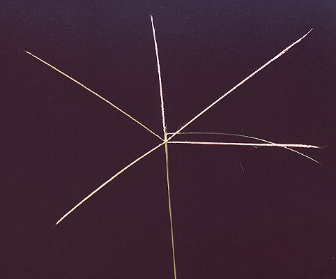 Inflorescence (photo) © B. Hacker