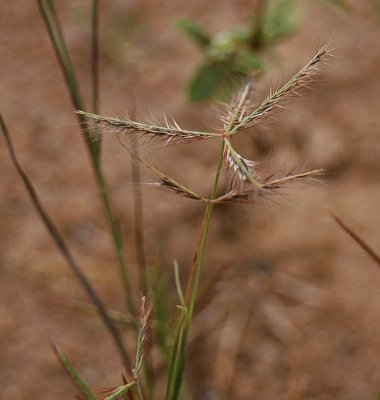 Inflorescence (photo) © Queensland Herbarium Sharp 348 and Simon by D.Sharp