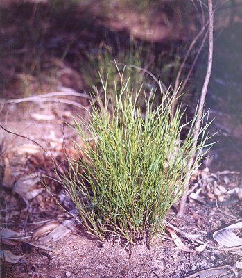 Habit (photo) © B. Hacker