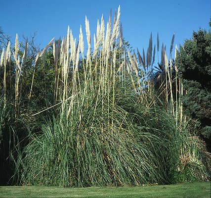 Habit (photo) © S.Jacobs