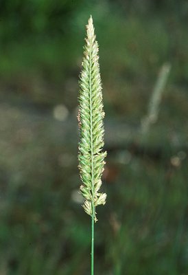 Inflorescence front (photo) © Queensland Herbarium Sharp 21 and Simon by D.Sharp