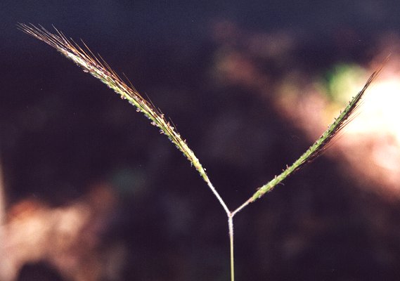 Inflorescence (photo) © B. Hacker