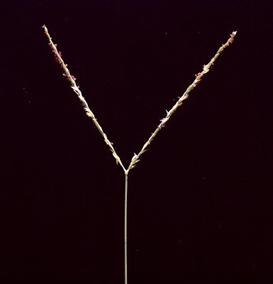 Inflorescence (photo) © B. Hacker