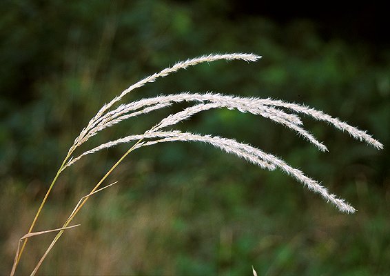 Inflorescence (photo) © Queensland Herbarium Sharp 266 by D.Sharp