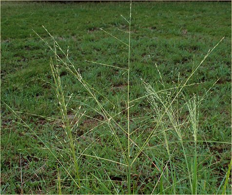 Inflorescence (photo) © Queensland Herbarium by D.Sharp